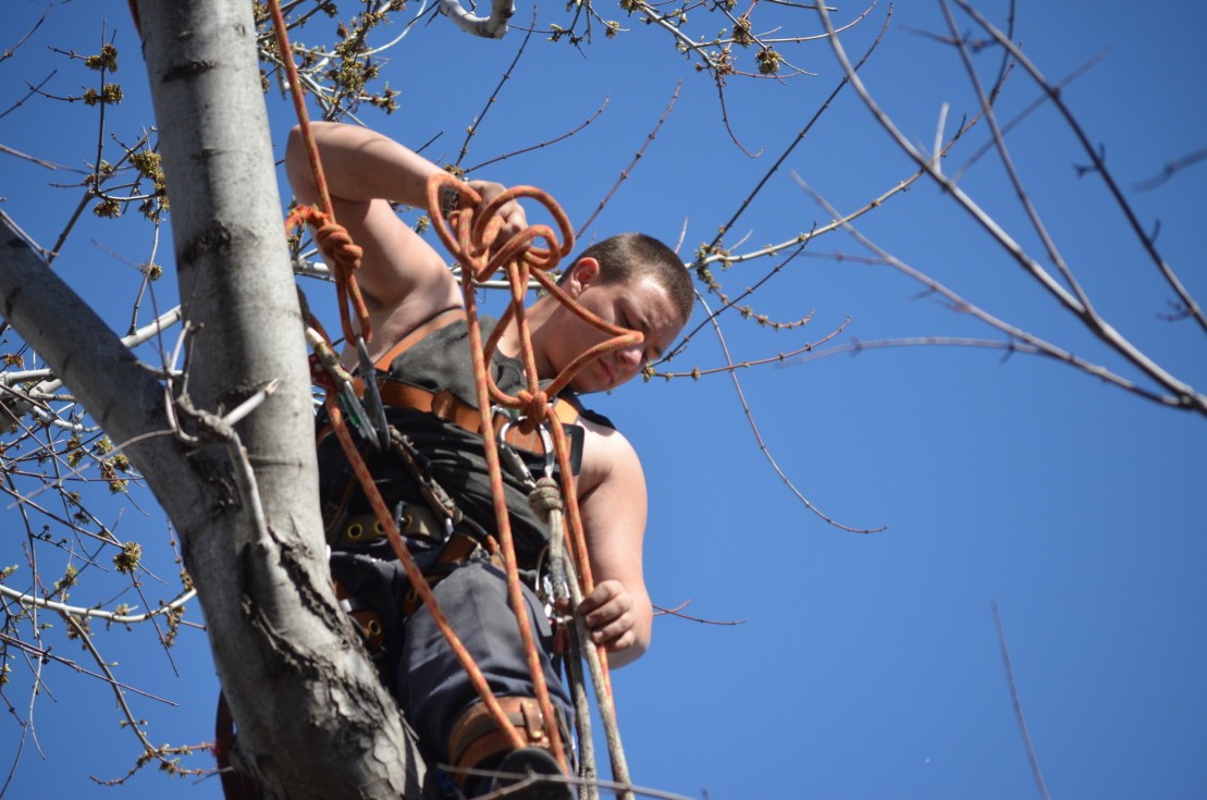 Service d'émondage et d'émondeur d'arbres à Saint-Laurent et ses environs - Service d'Arbres Stéphane