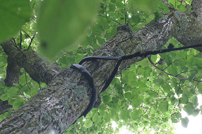 Service de haubanage d’arbre à Montréal, Laval, Terrebonne, Repentigny, Lanaudière ou sur la Rive-Nord - Service d'Arbres Stéphane