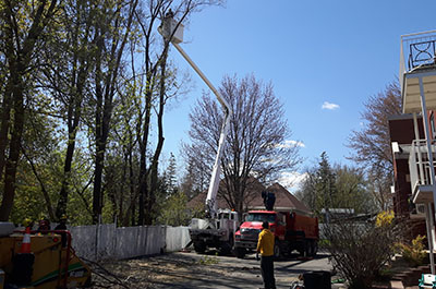 Tree maintenance service and tree planting in Montreal, Laval, Lanaudière or on the North Shore - Abattage Arbre Montréal