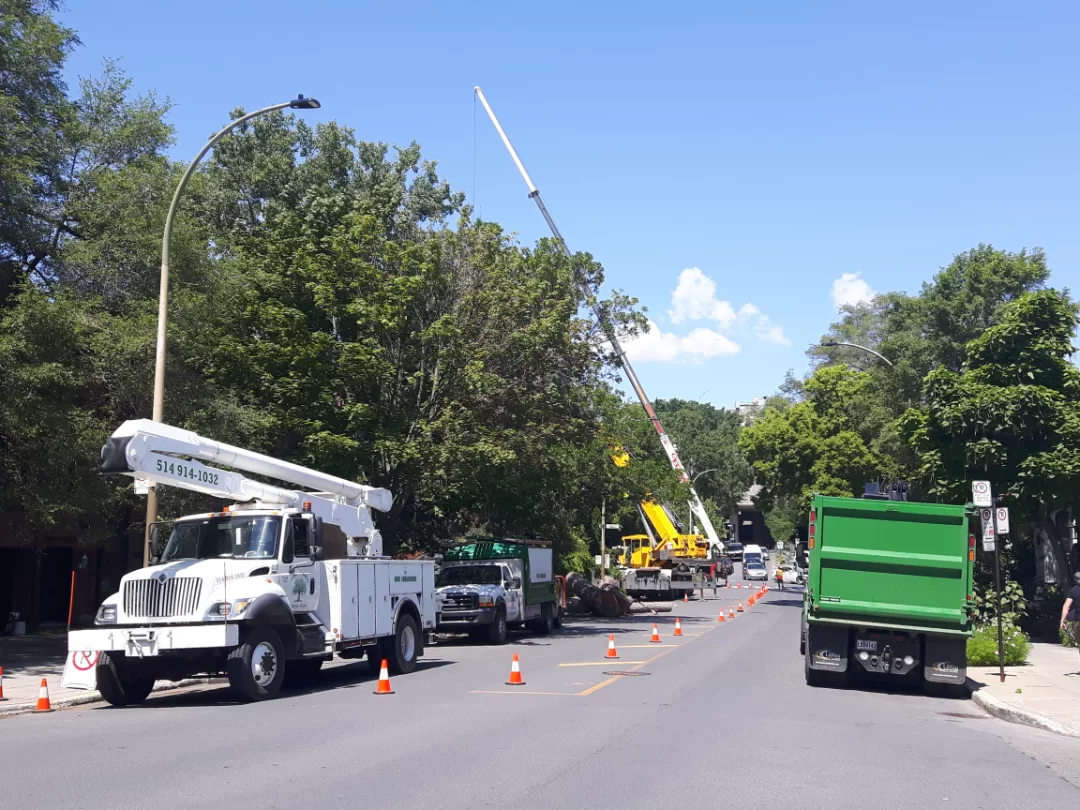 Service d'abattage d'arbre spécialisé et dangereux à Saint-Laurent et ses environs - Services d'Arbres Stéphane