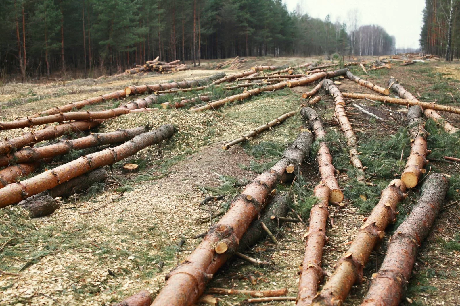 Service de déboisement d’arbres et défrichage de terrain à Saint-Laurent - Service d'Arbres Stéphane