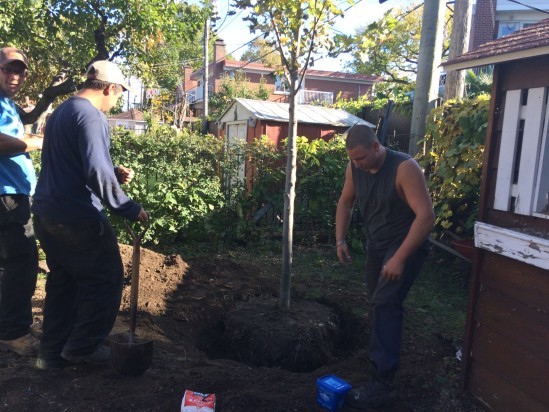 Service de plantation et fertilisation d’arbres à Saint-Laurent et ses environs - Service d'Arbres Stéphane