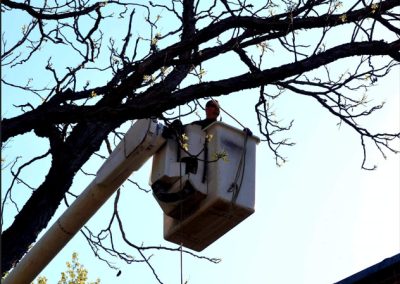 Employé au travail - Service abattage arbre à Montréal et ses environ - Service arbres Stephane