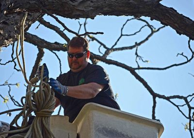 Stéphane qui coupe des branches - Service Émondage à Montréal - Service arbres Stephane