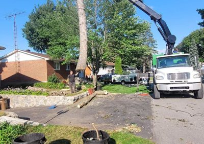 Service abattage arbre dans la région de Laval et ses environ - Service Arbres Stephane