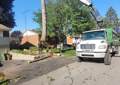 Service abattage arbre dans la région de Montréal - Service Arbres Stephane